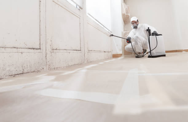 Black mold remediation team in Islip